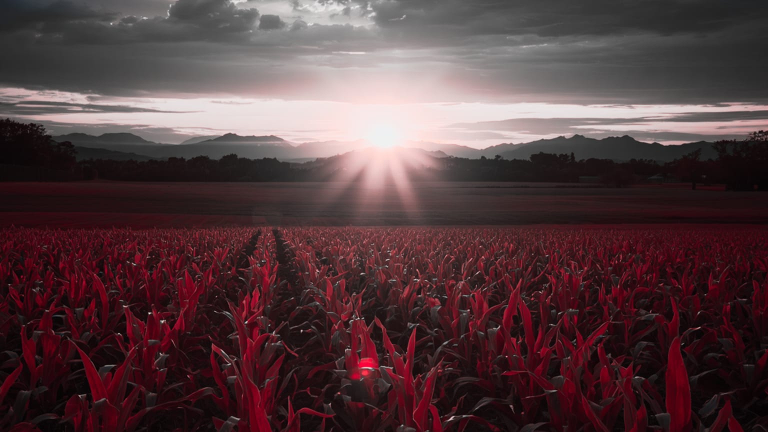 Sun rising over a vast crop field at dusk, evoking the moment between uncertainty and clarity in farm decision-making